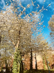Tall trees covered in lush green ivy stand against a bright blue sky. White blossoms adorn the branches, creating a contrast with the vibrant backdrop. A brick building is partially visible in the background, contributing to the urban forest setting.