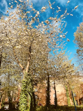 Tall trees covered in lush green ivy stand against a bright blue sky. White blossoms adorn the branches, creating a contrast with the vibrant backdrop. A brick building is partially visible in the background, contributing to the urban forest setting.