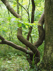 a tree that is bent over in the woods