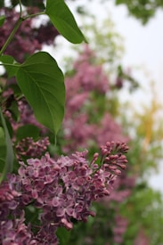 Lilac flowers with vibrant purple petals are set against a backdrop of lush green leaves. The blossoms are densely clustered, and the image is captured with a soft focus on some areas, creating a dreamy, serene atmosphere.