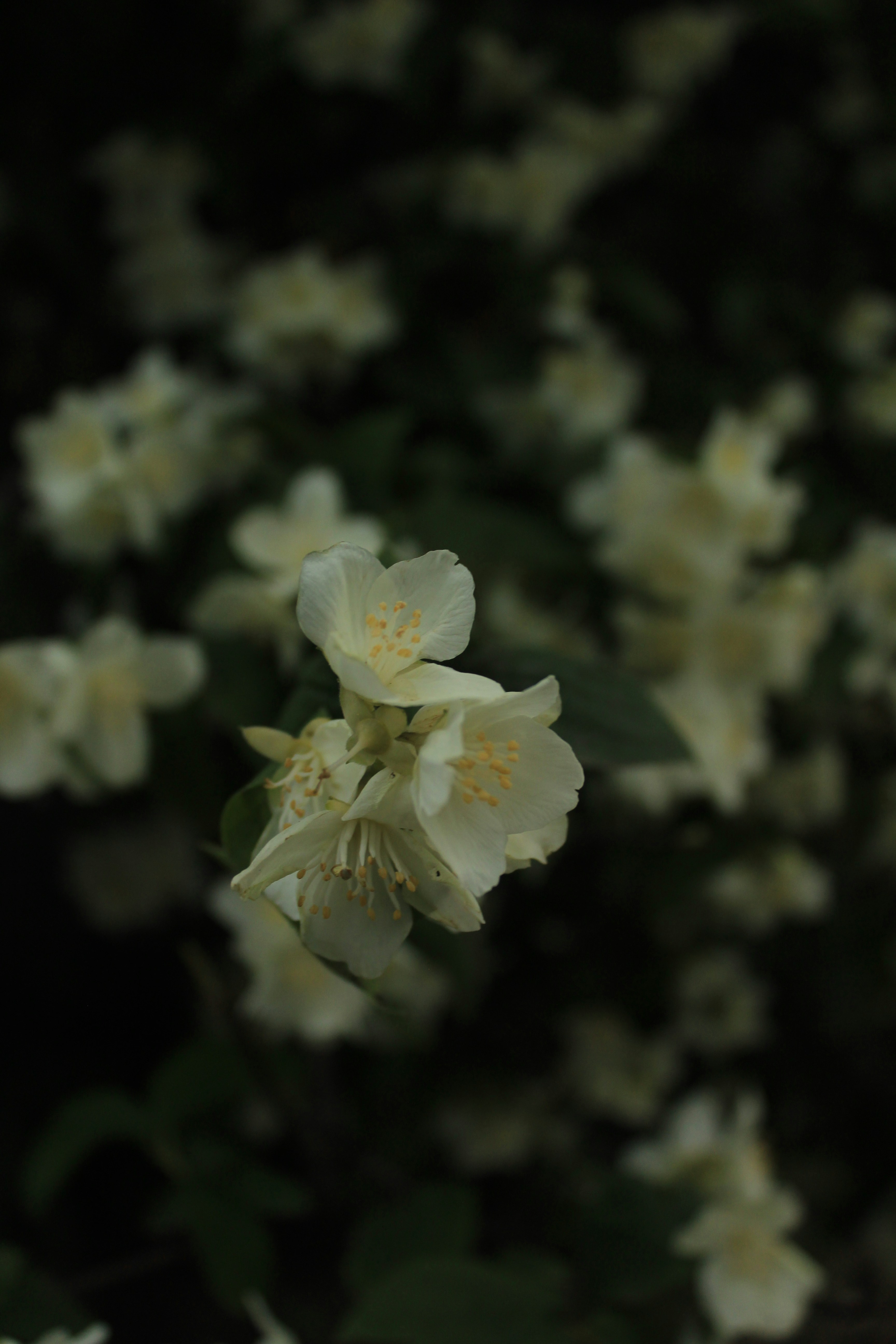 A little bit of nature to brighten the day.