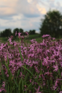Wildflowers blooming in a meadow with soft beige and green tones.