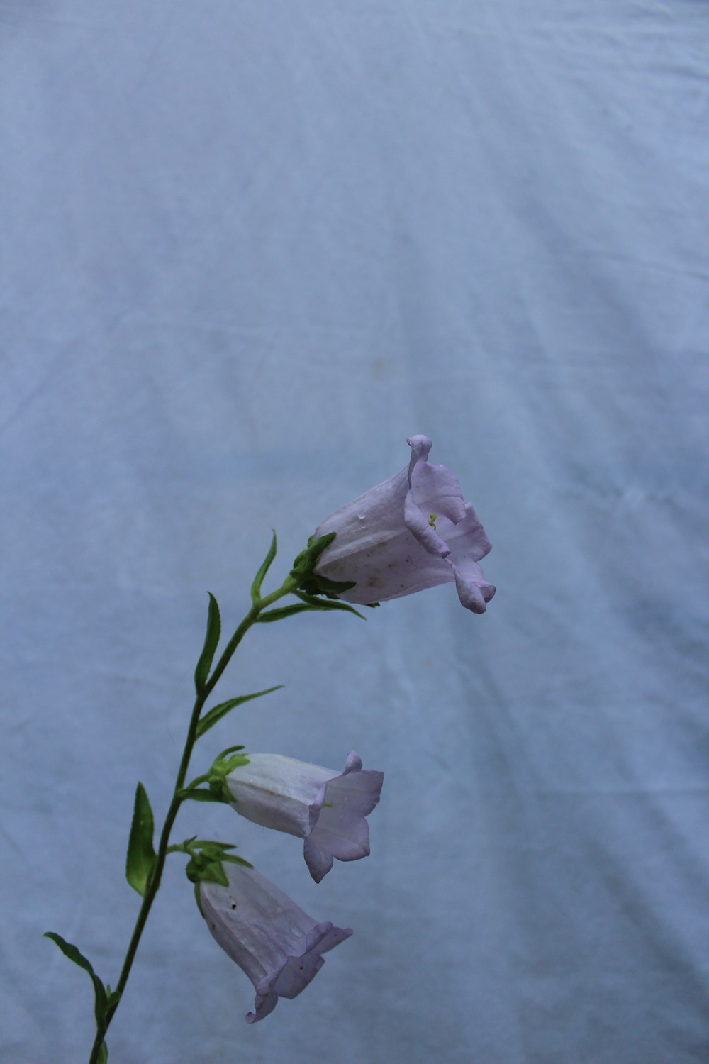 Un primo piano di un fiore su uno stelo foto – Natura fiori Immagine  gratuita su Unsplash