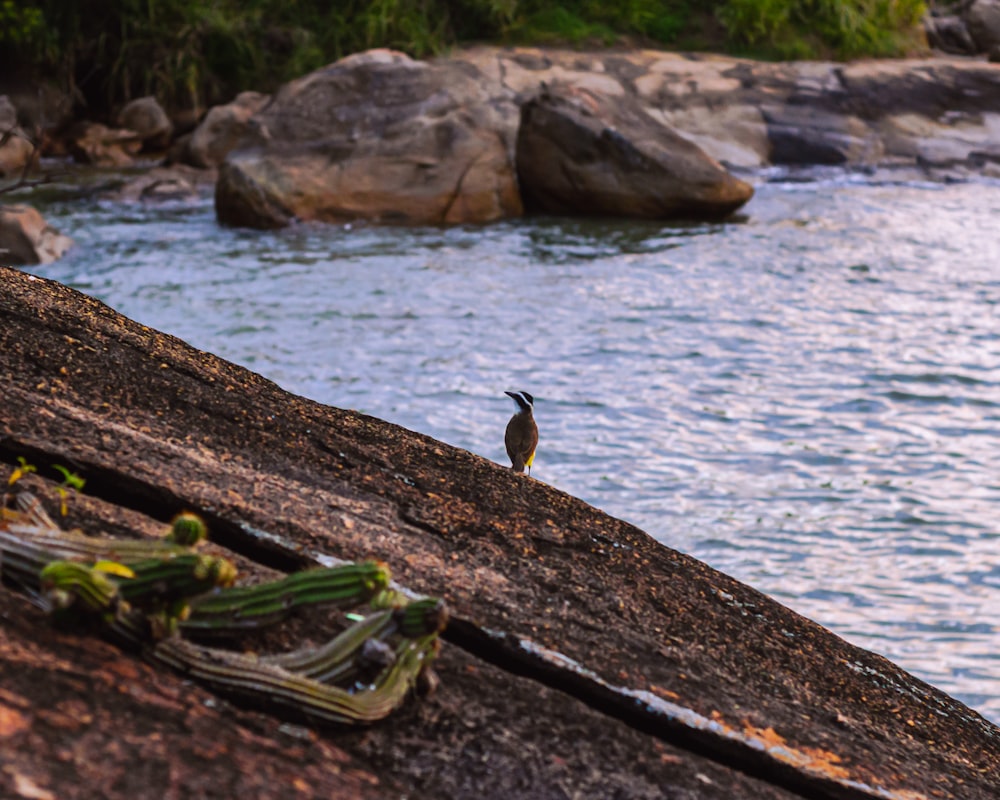 a bird is standing on a rock near the water