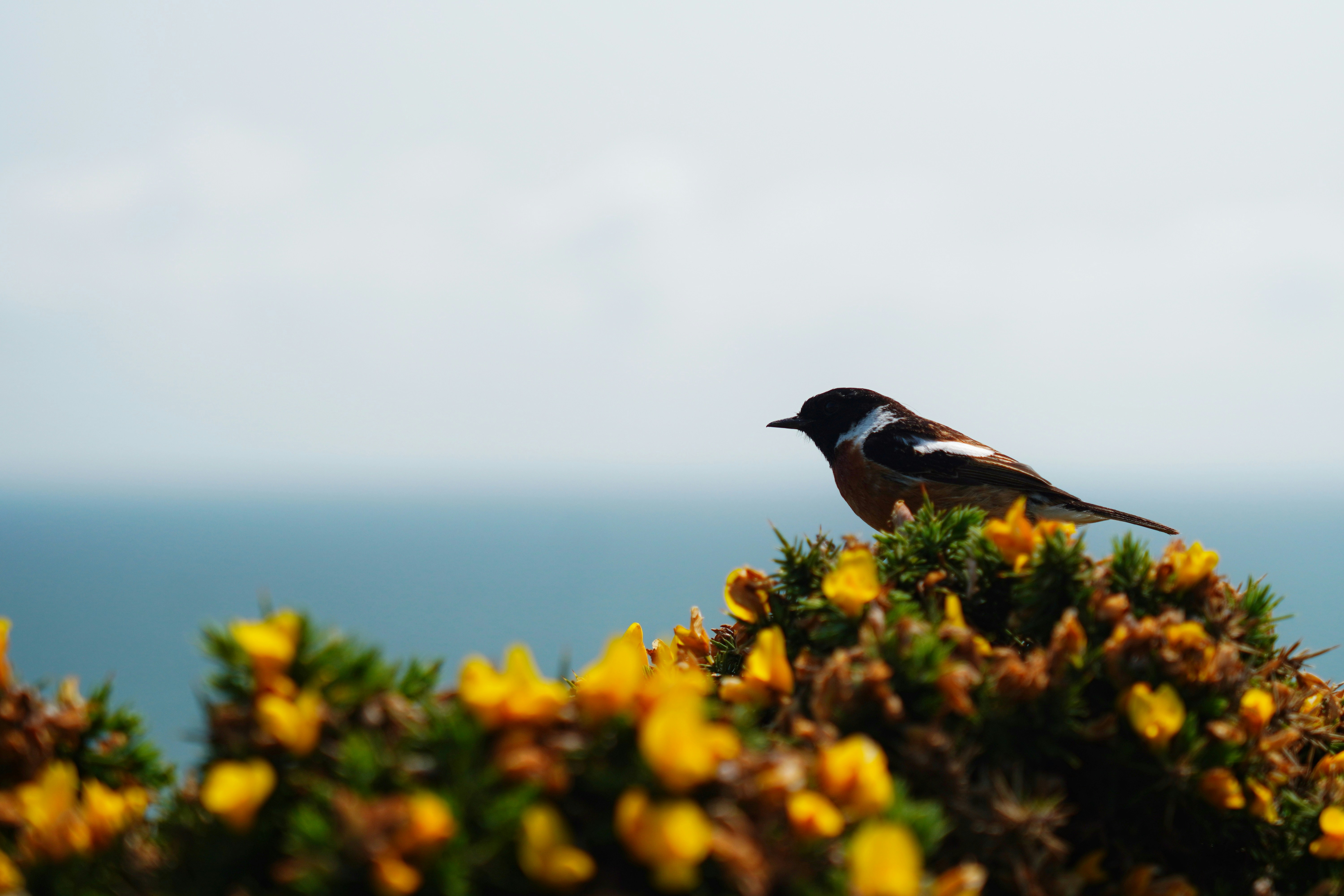 a small bird perched on top of a bush