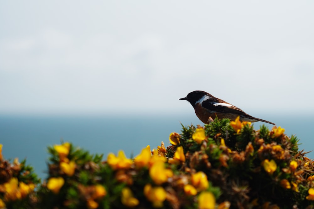 a small bird perched on top of a bush