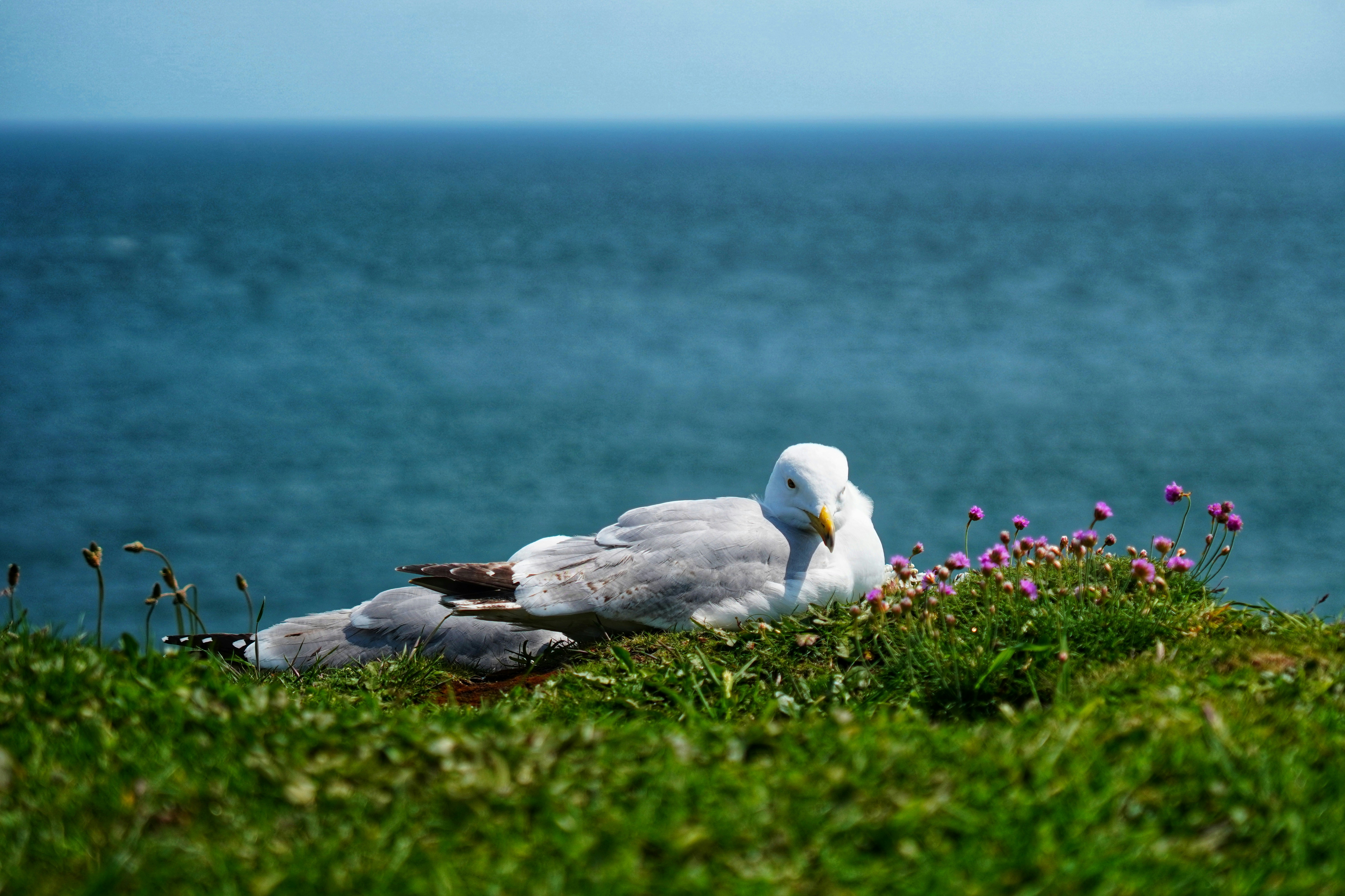 a seagull sitting on a grassy hill next to the ocean