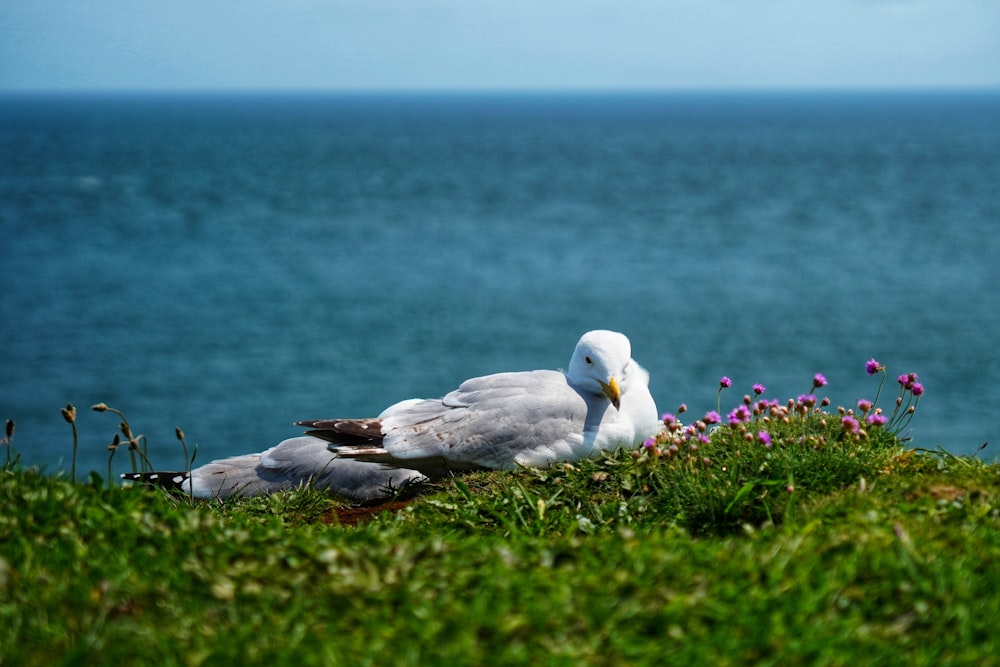 a seagull sitting on a grassy hill next to the ocean