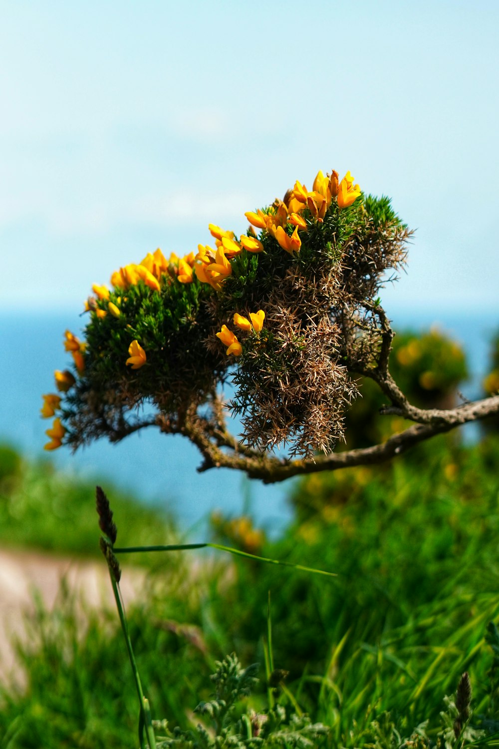 a tree branch with yellow flowers growing on it