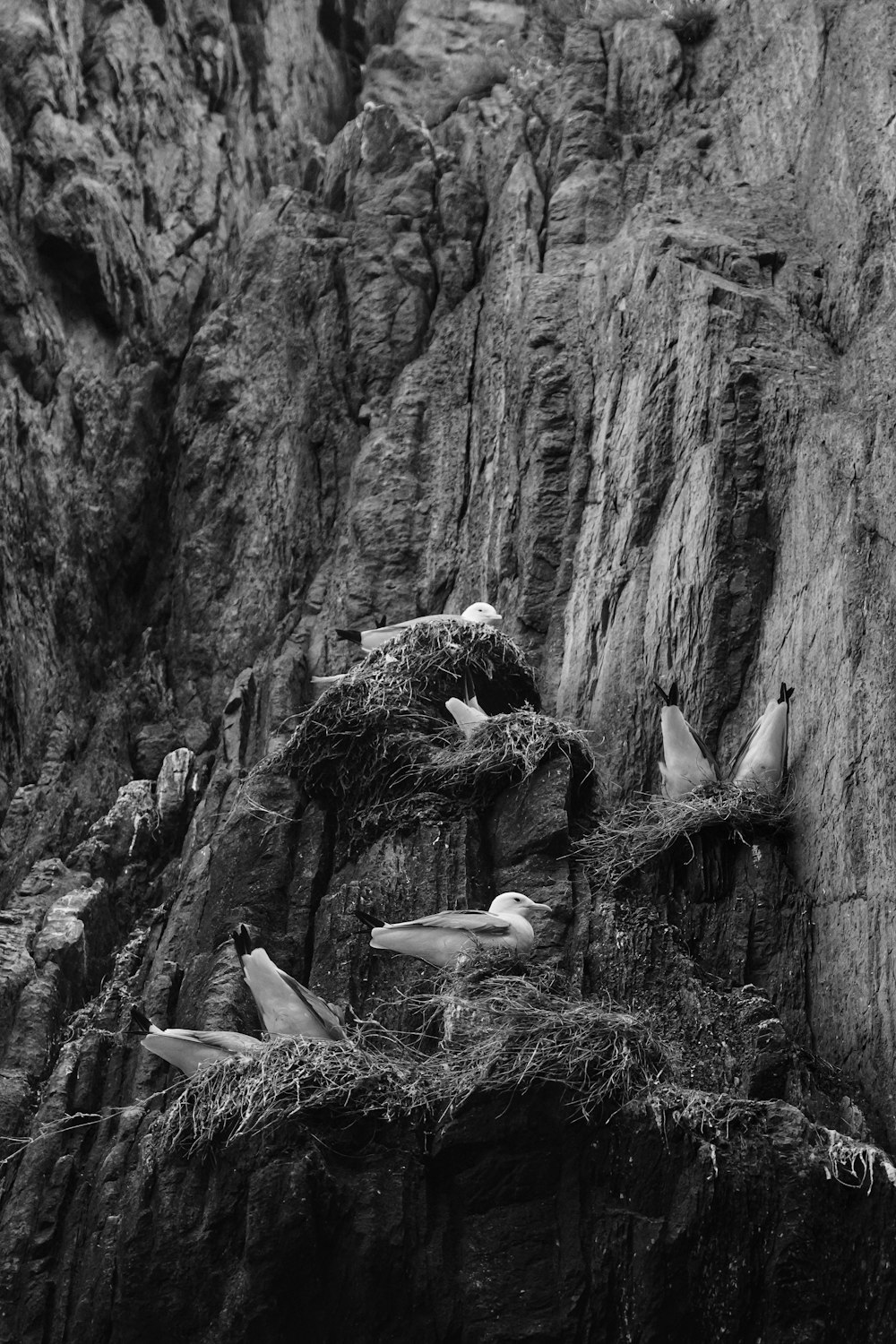 a black and white photo of seagulls nesting on a cliff