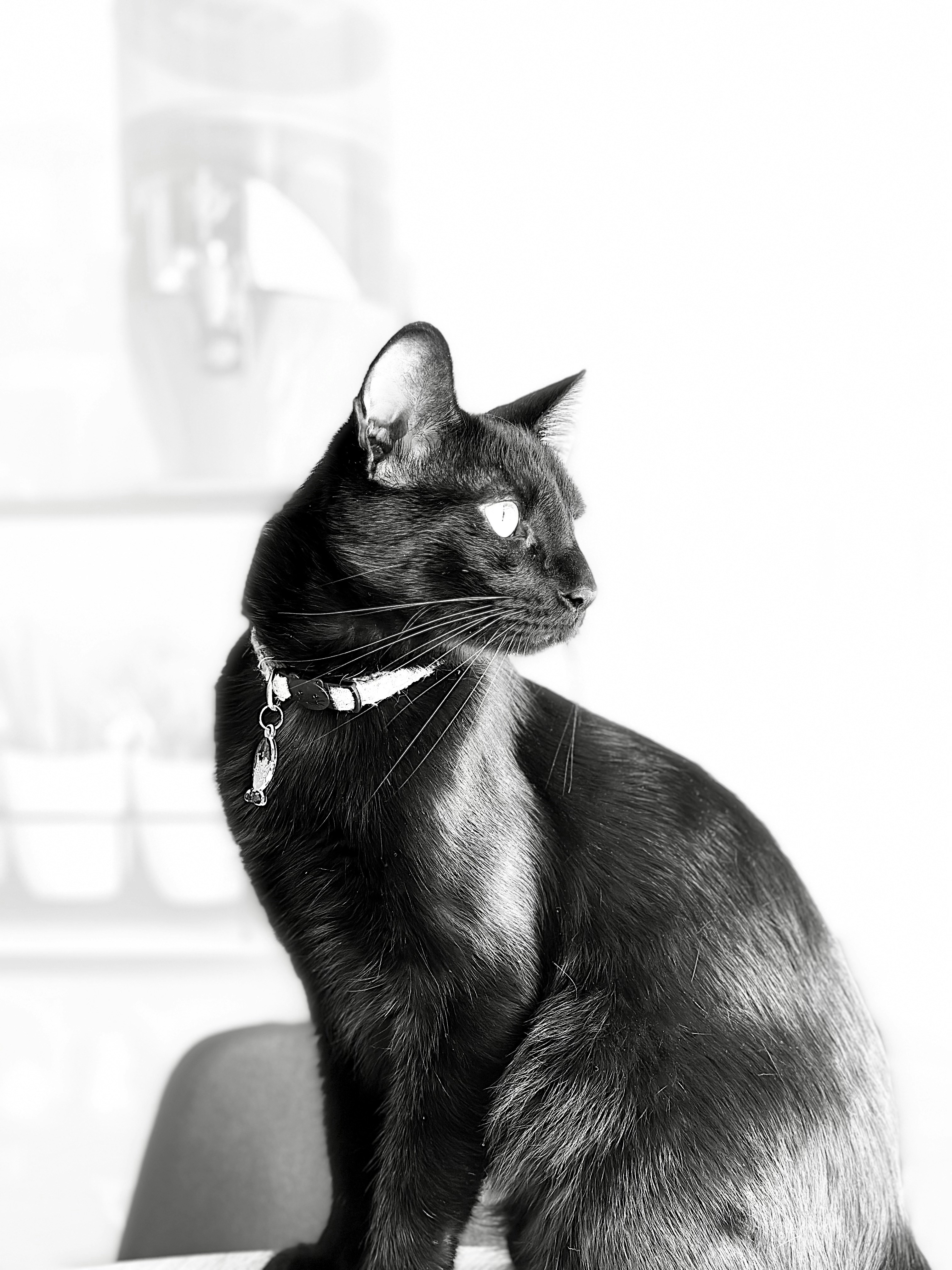 Elegant Cat Collar