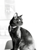 A sleek black cat lounging gracefully on a beige cushion wearing a minimalist golden collar.