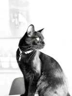 A sleek black cat modeling a stylish, lightweight raincoat on a rainy day.