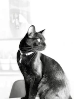 A sleek black cat modeling a modern, neutral-toned collar against a dark background.