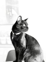 A sleek black cat modeling a handmade pink collar with a delicate bow.