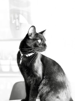 A sleek black cat wearing a collar with a small pendant, sitting upright and gazing to the side. The background is softly blurred, emphasizing the feline's glossy fur and alert posture.