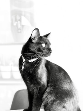 A sleek black cat wearing a collar with a small pendant, sitting upright and gazing to the side. The background is softly blurred, emphasizing the feline's glossy fur and alert posture.
