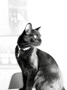 A sleek, gold-accented pet collar inspired by Egyptian motifs resting on a deep navy background.