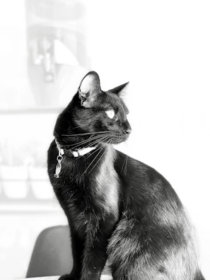 A sleek black cat lounging gracefully on a beige cushion wearing a minimalist golden collar.