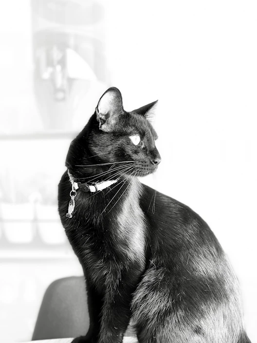 A stylish cat lounging comfortably with a vibrant, original design collar.