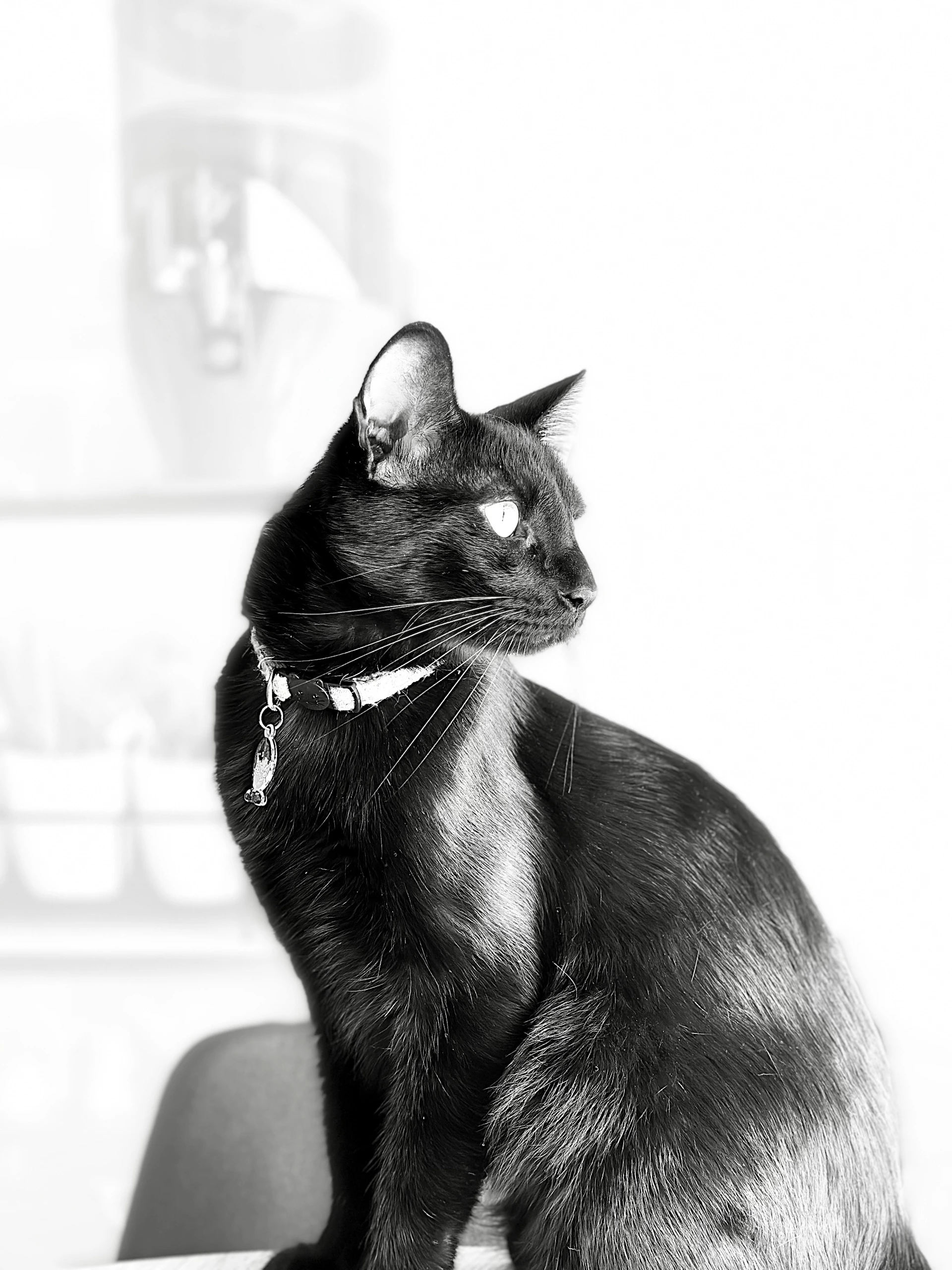 A sleek black cat modeling a cozy pink sweater with delicate embroidery, perched elegantly on a soft cushion.