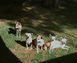 a group of dogs sitting on top of a lush green field