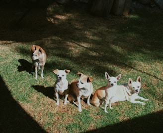 a group of dogs sitting on top of a lush green field