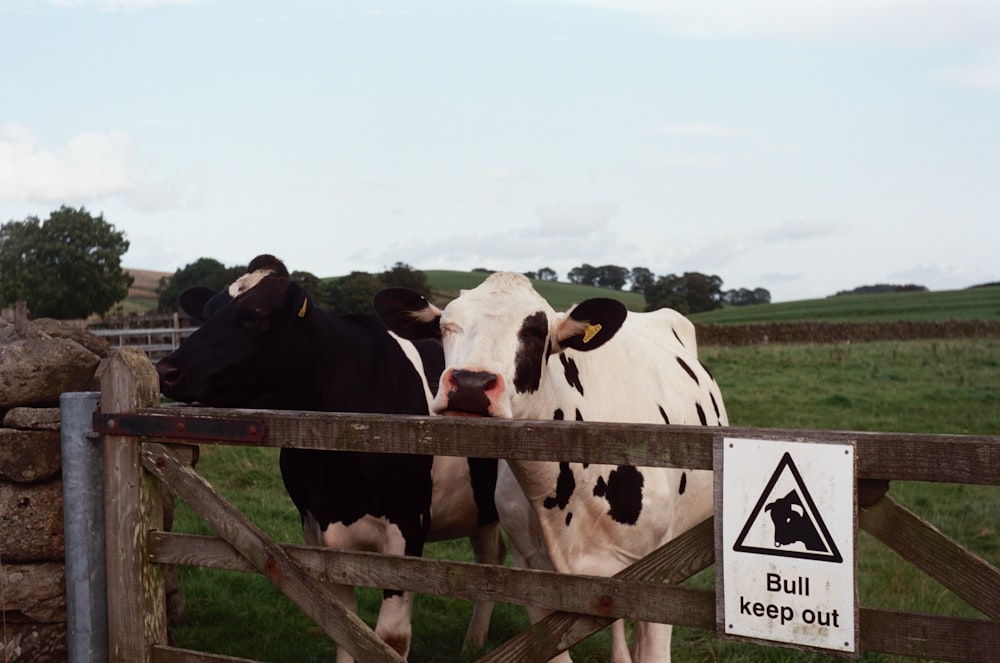 a couple of cows standing next to a wooden fence