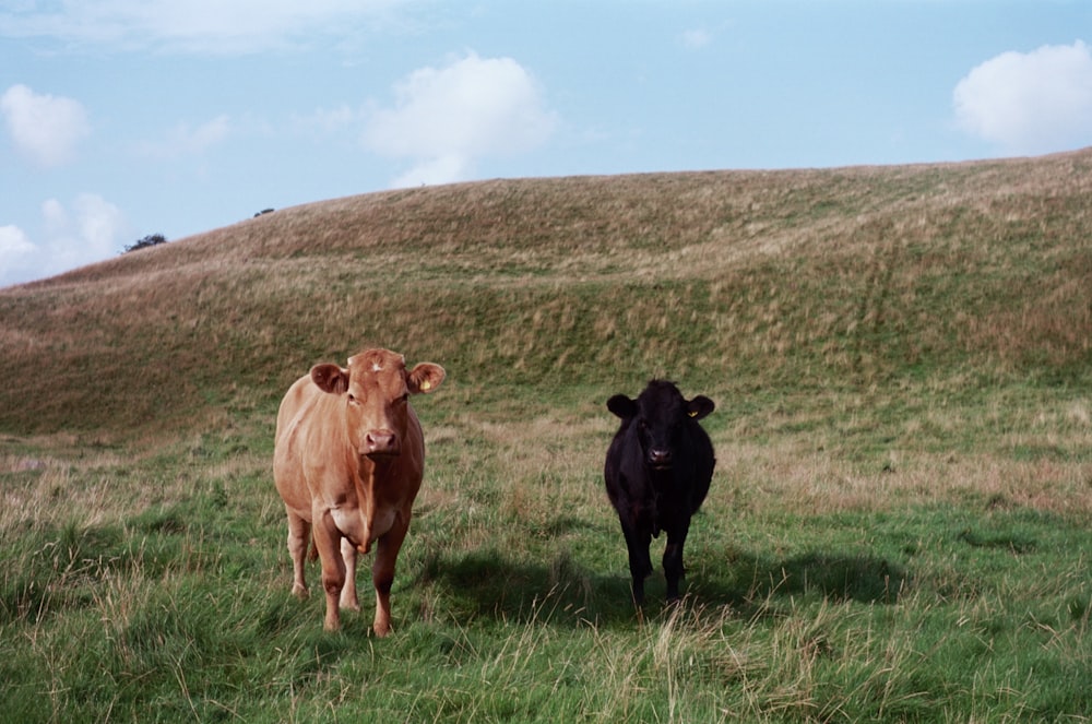 Un par de vacas que están de pie en la hierba