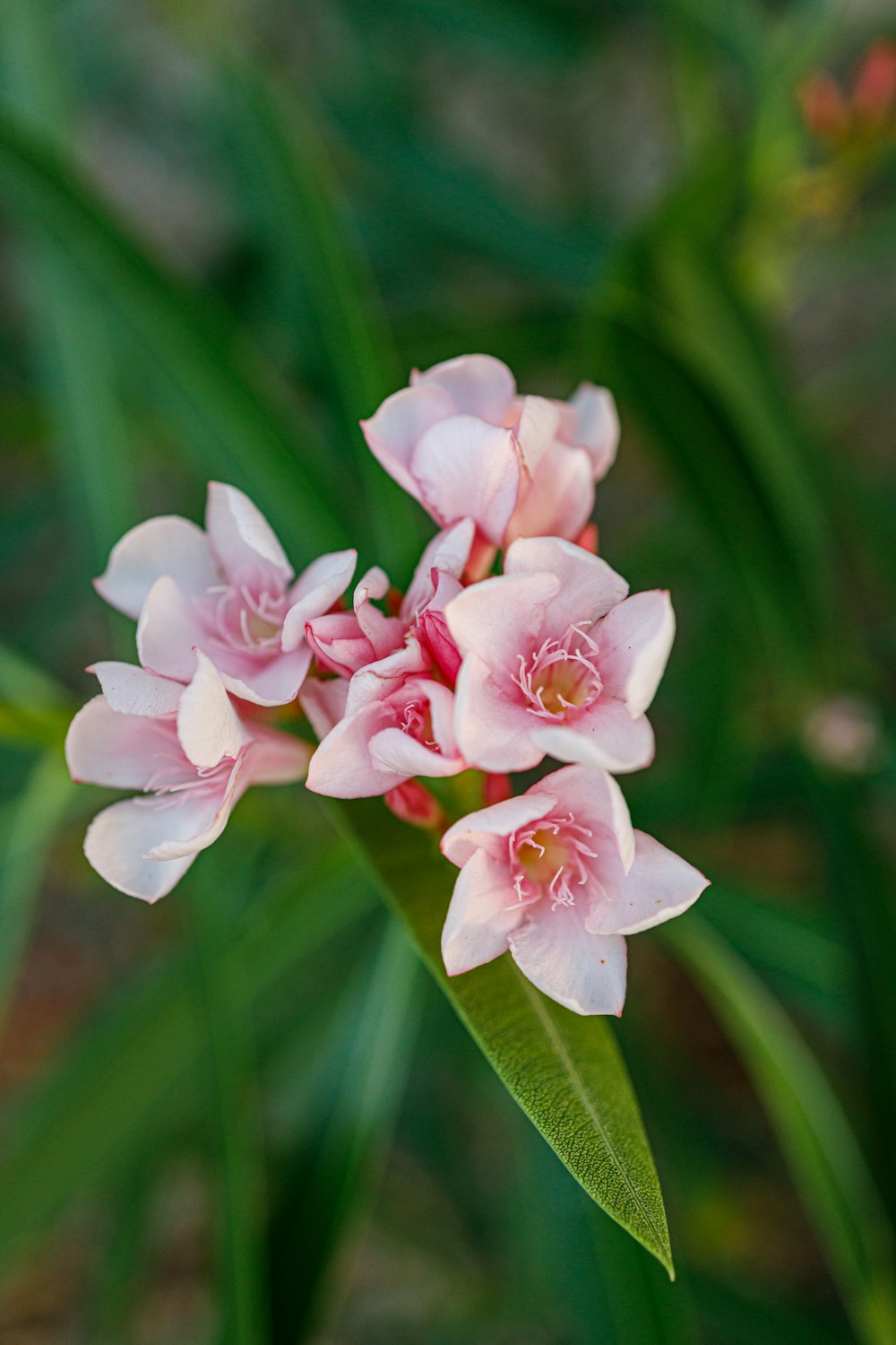 a close up of a pink flower with green leaves