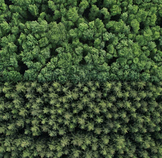 Colorful image of a lush Brazilian rainforest canopy viewed from above.
