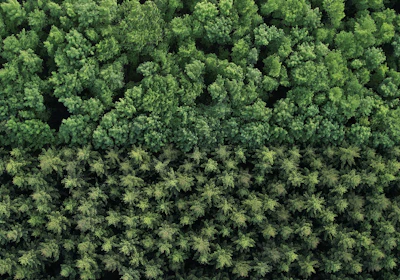 Colorful image of a lush Brazilian rainforest canopy viewed from above.