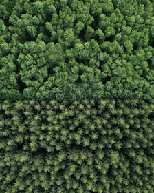 Colorful image of a lush Brazilian rainforest canopy viewed from above.