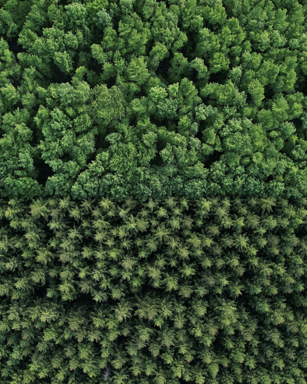 a large group of trees in a forest