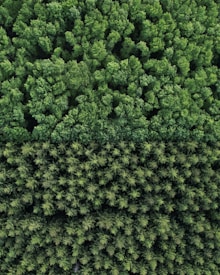 A dense forest canopy viewed from above, showcasing a lush and vibrant expanse of green treetops. The varying shades of green suggest a mix of different tree species, creating a textured, almost carpet-like appearance.