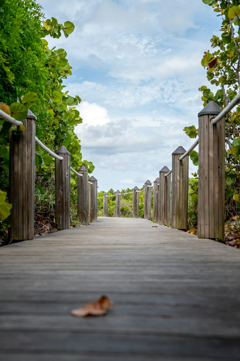 a wooden walkway surrounded by lush green trees