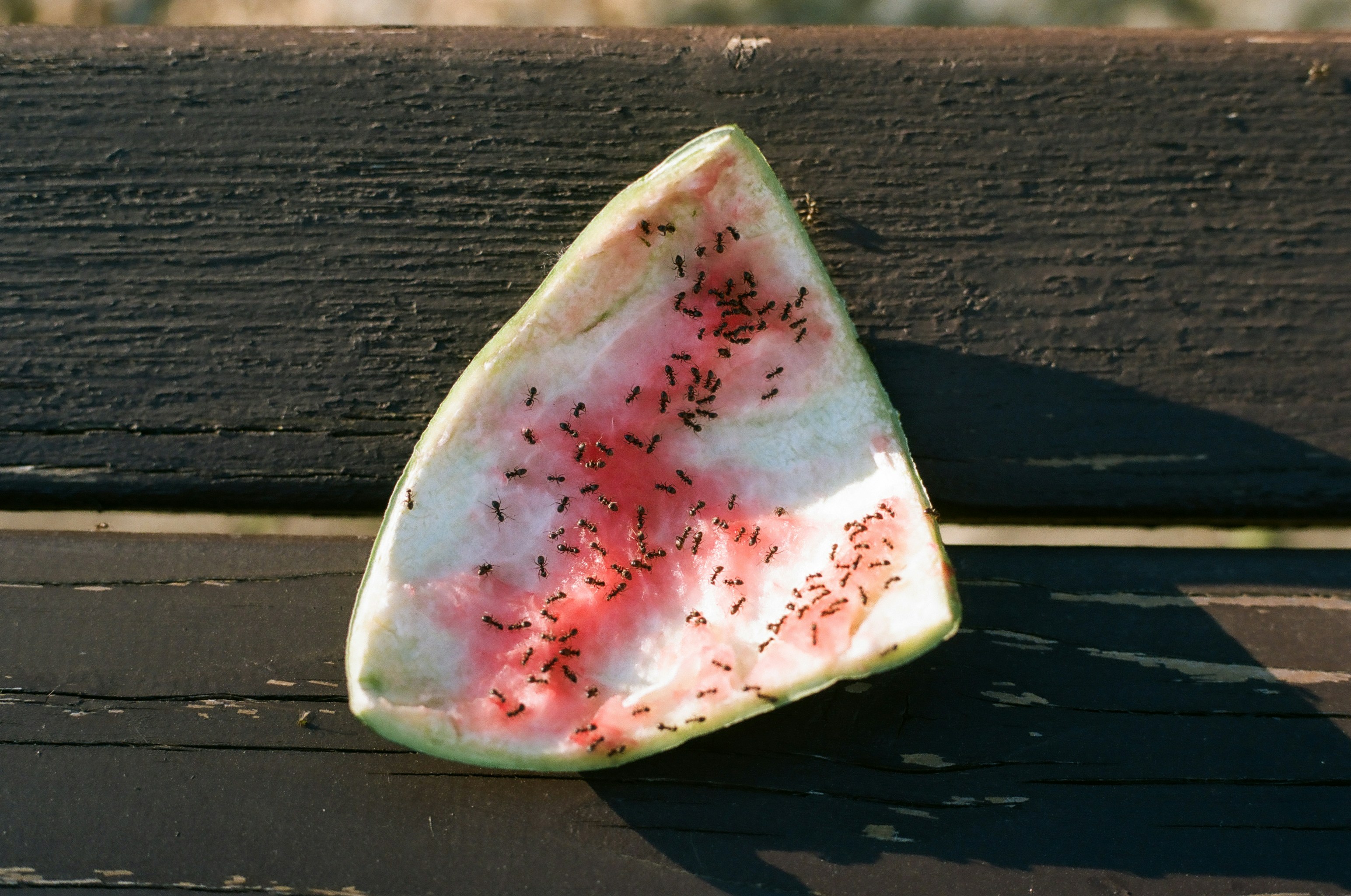 Discovering the Sweetest Find: How to Locate Black Diamond Watermelon Near Me