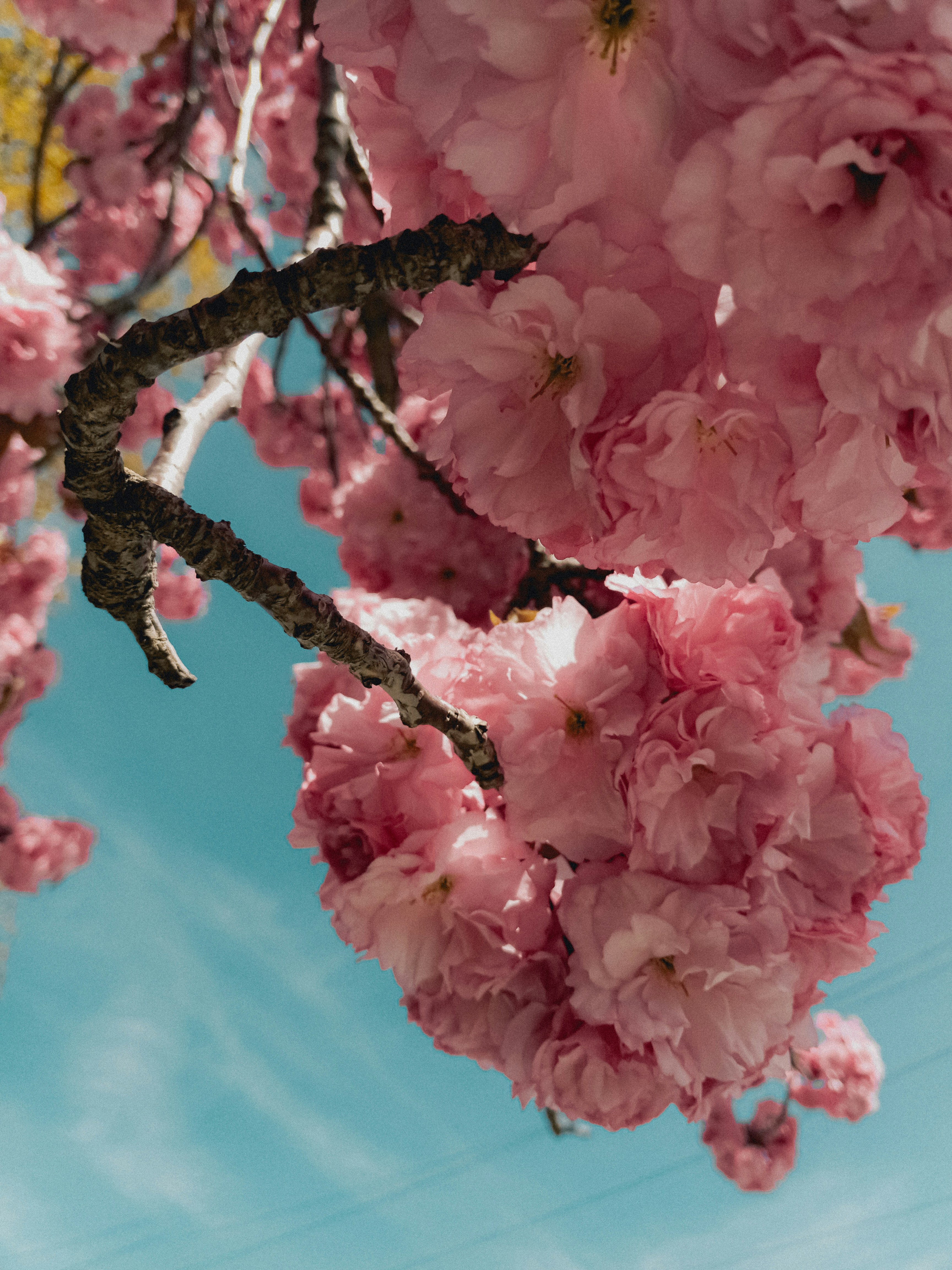 Photo by linusbelanger