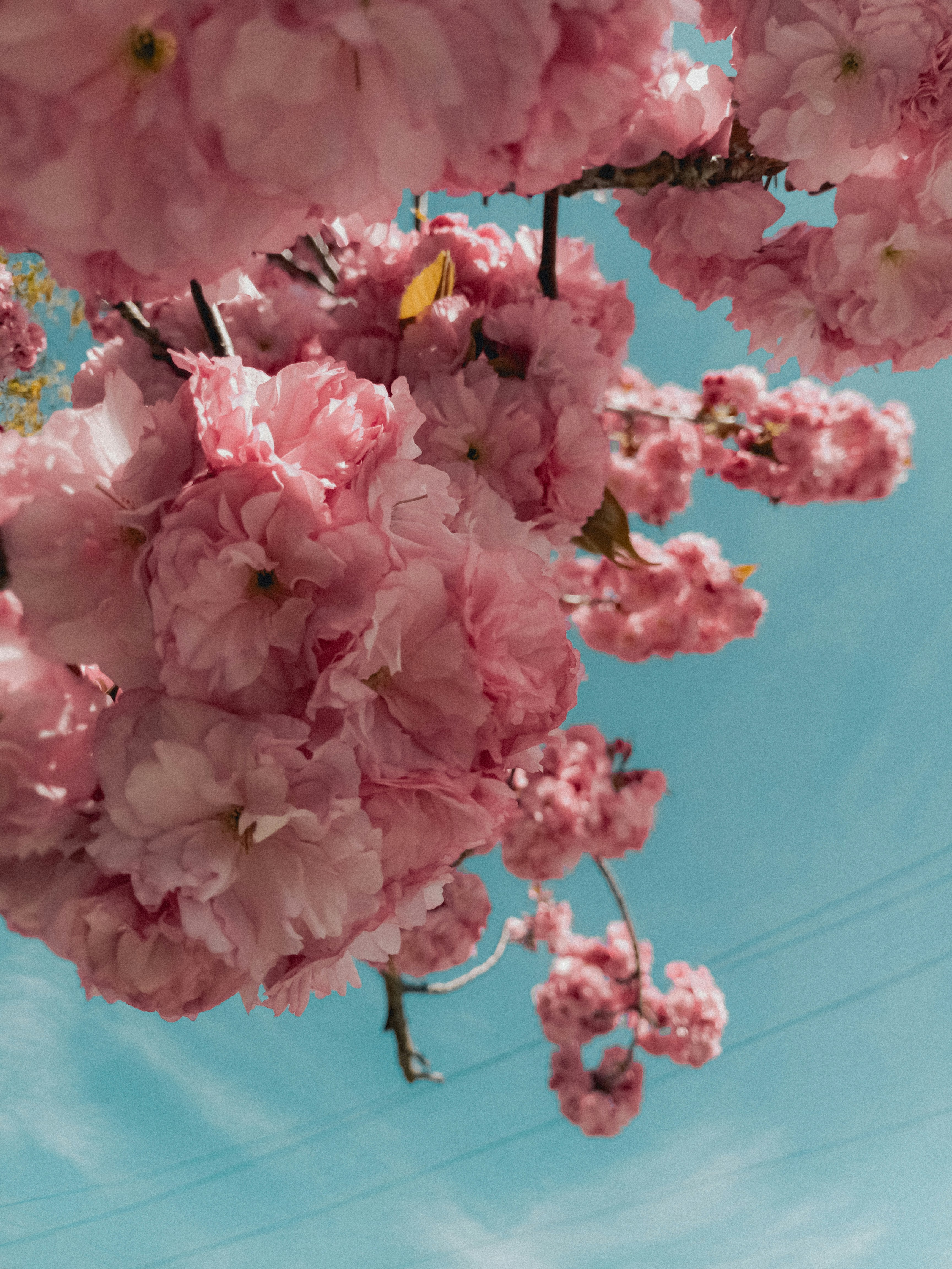 Photo by linusbelanger
