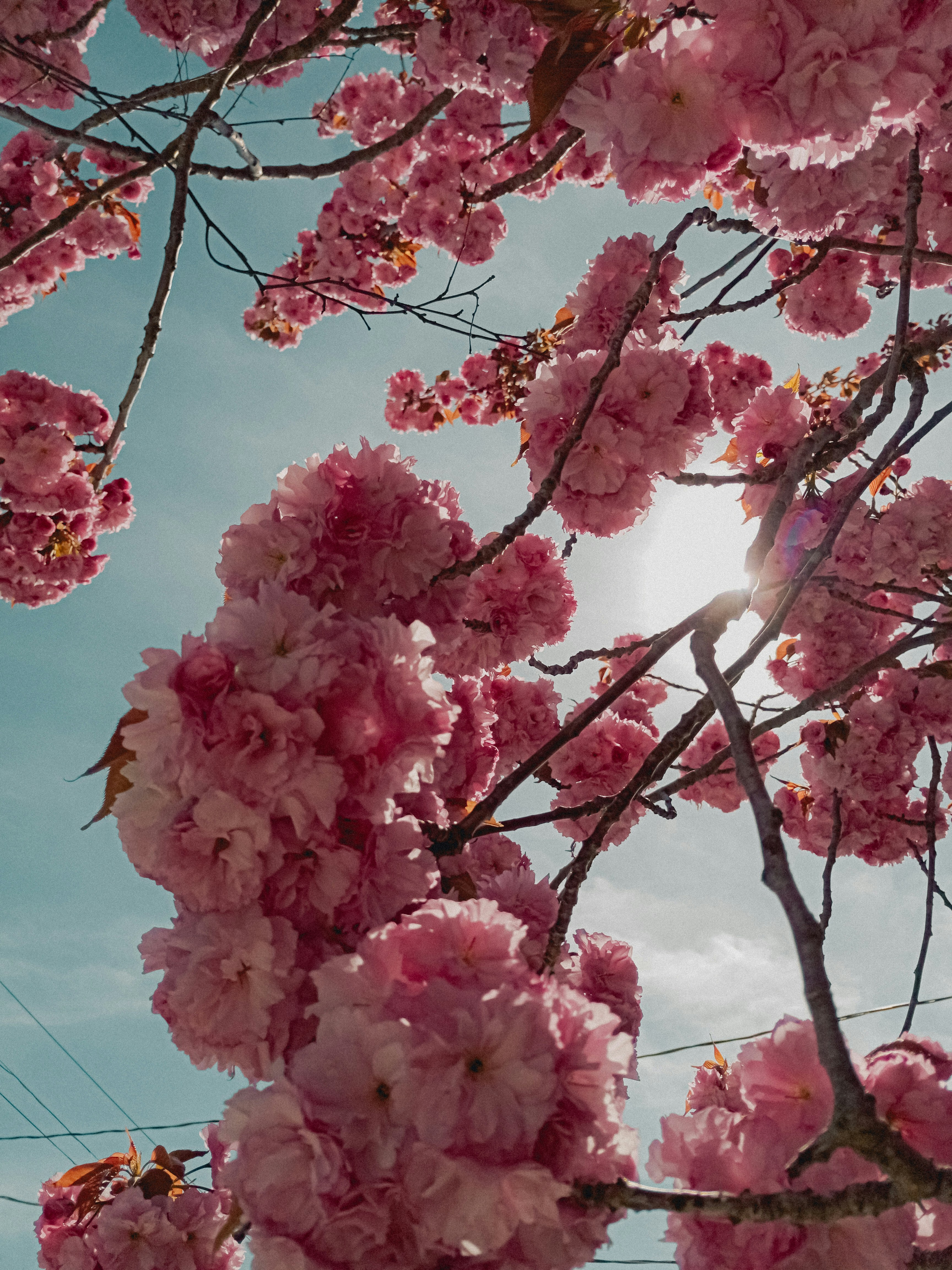 Photo by linusbelanger