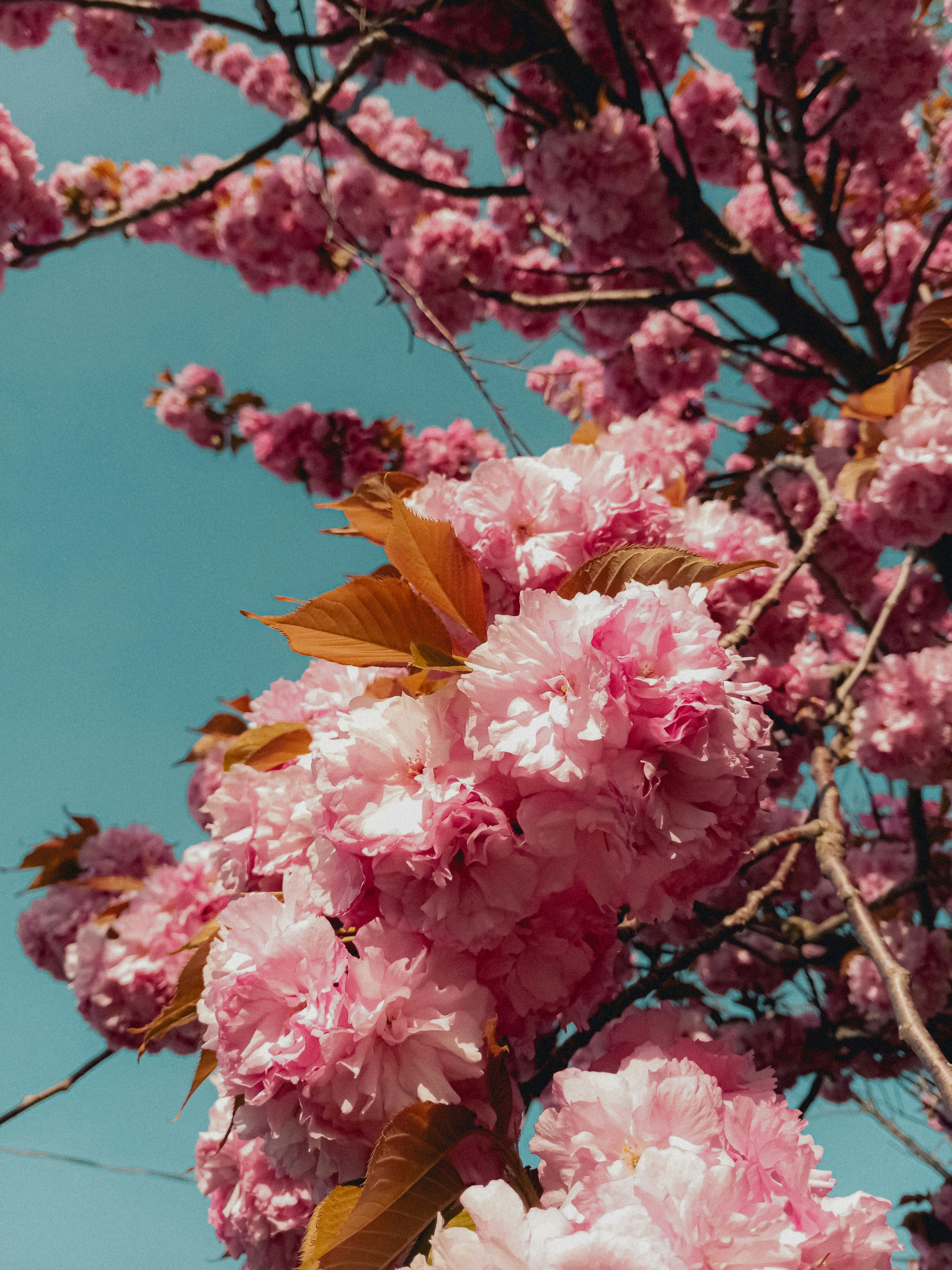 Photo by linusbelanger