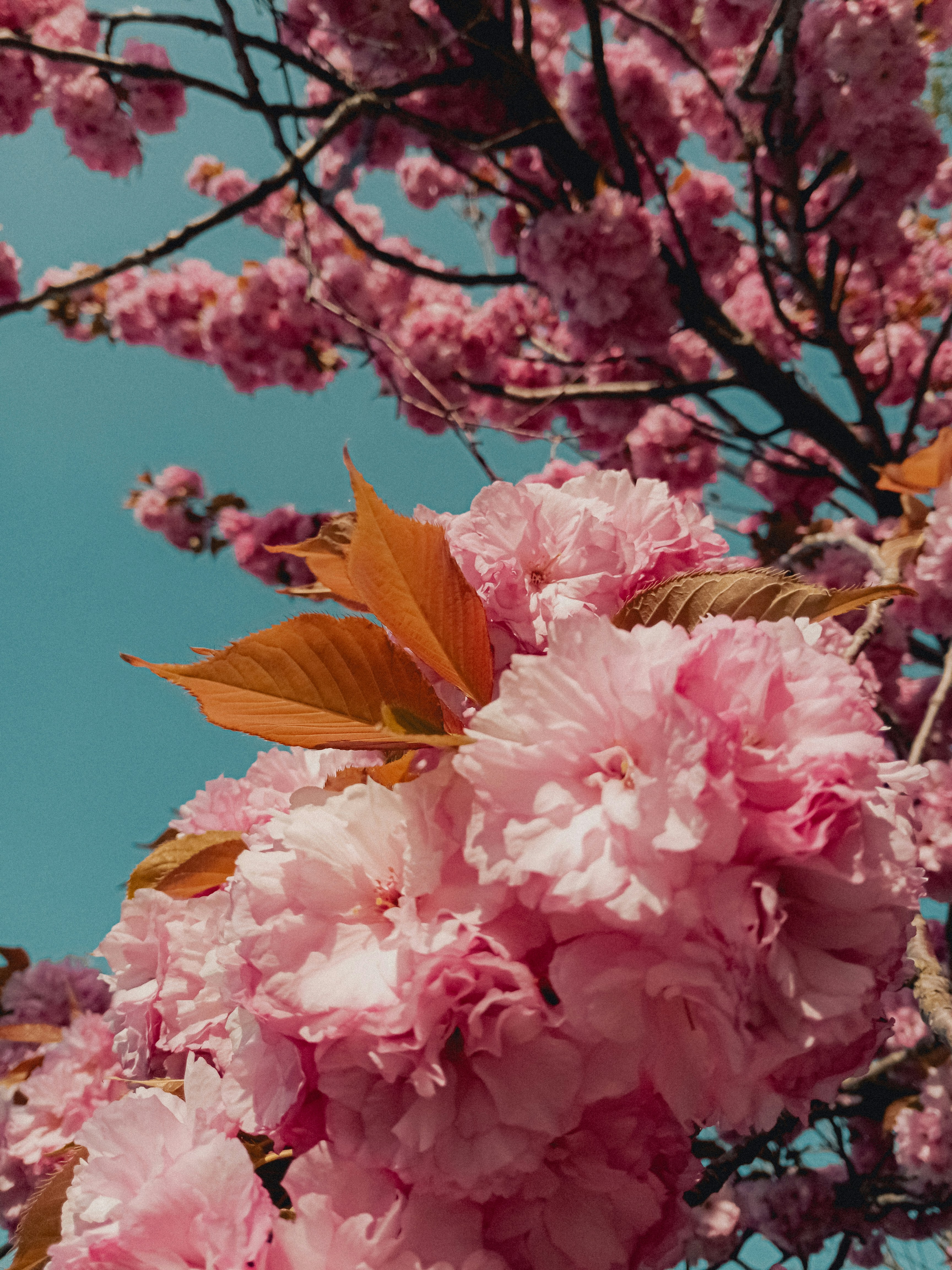 Photo by linusbelanger