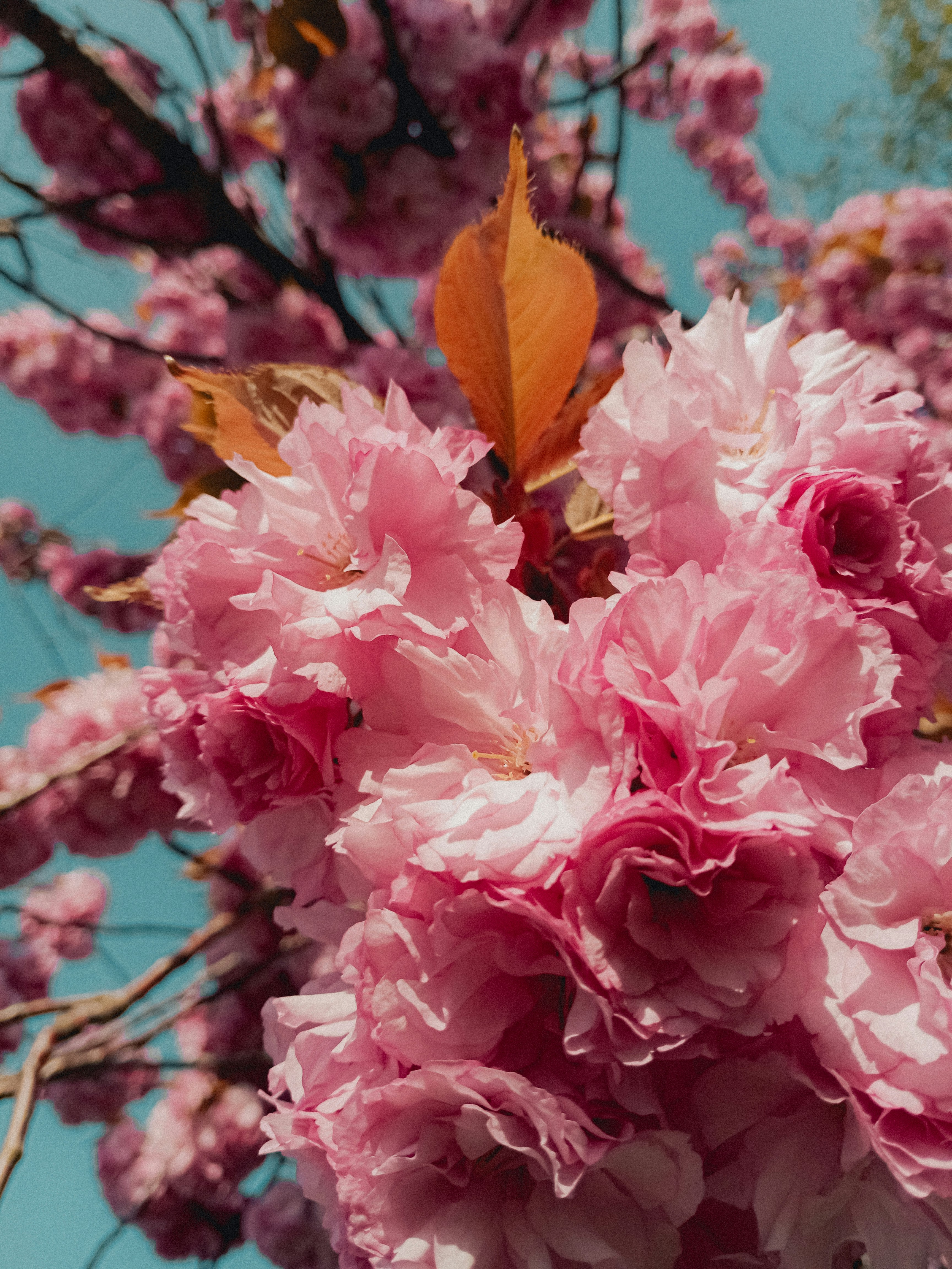 Photo by linusbelanger