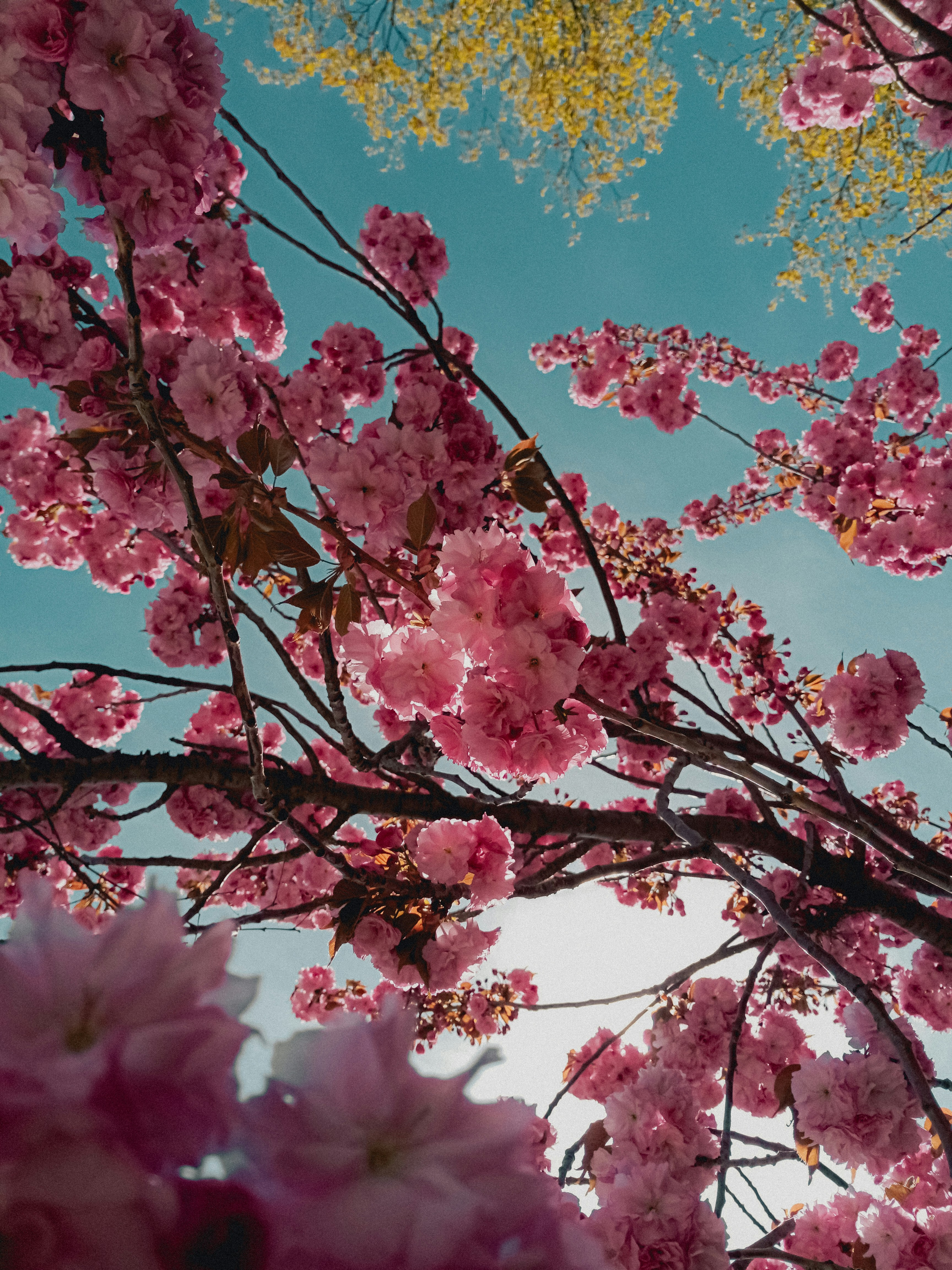 Photo by linusbelanger