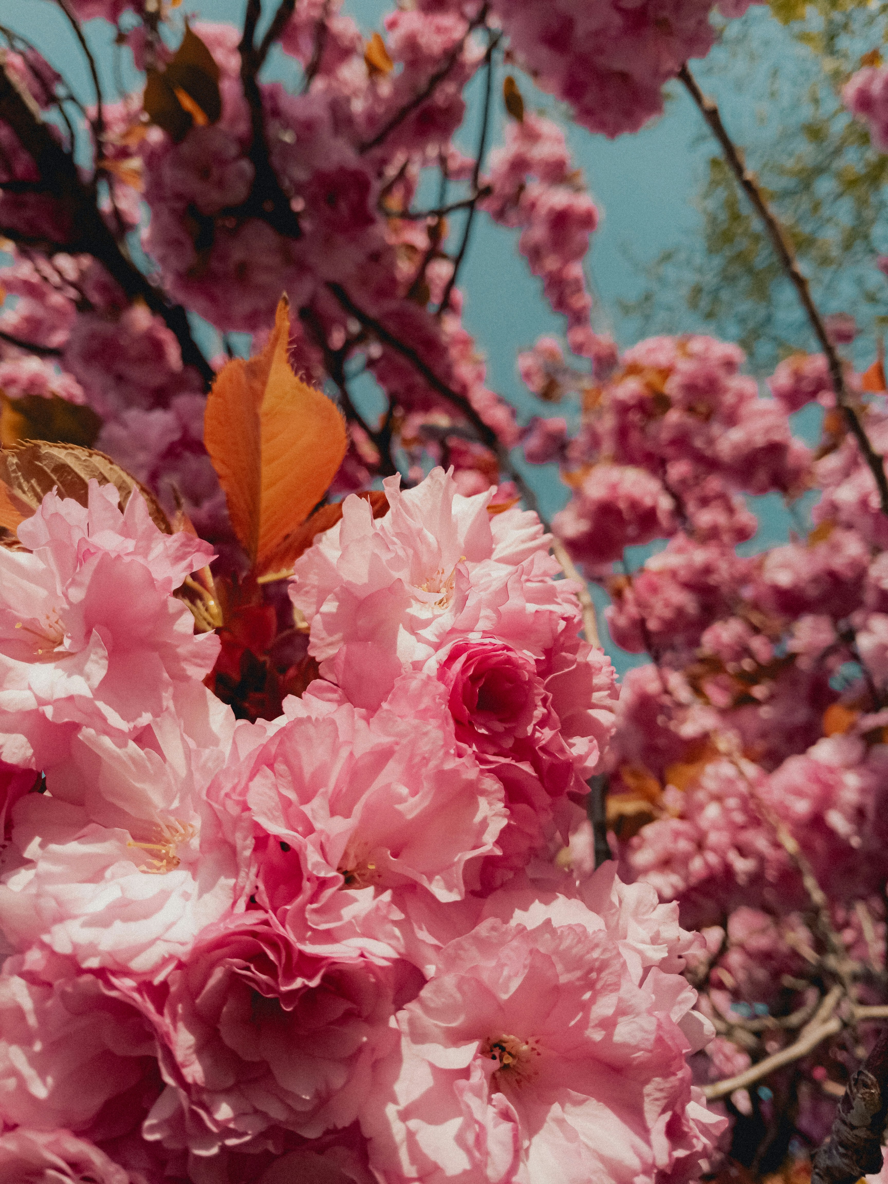 Photo by linusbelanger