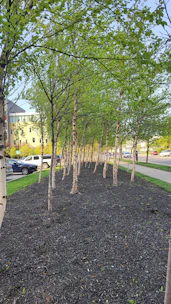 Volunteers planting trees along a busy neighborhood street.
