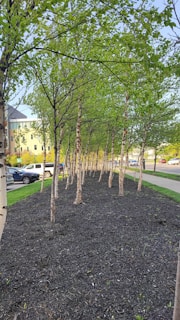 A line of young trees with thin brown trunks and lush green leaves is arranged along a mulched pathway. Cars are parked on a nearby street, and a modern building with several windows is visible in the background. The scene captures a suburban or urban area with a blend of nature and infrastructure.