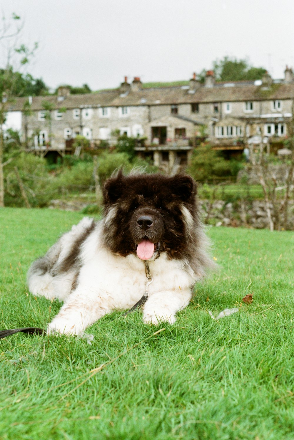 a dog laying in the grass in front of a house