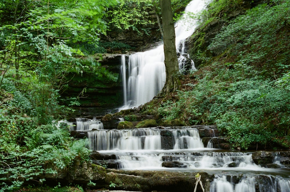 a small waterfall in a forest with lots of trees