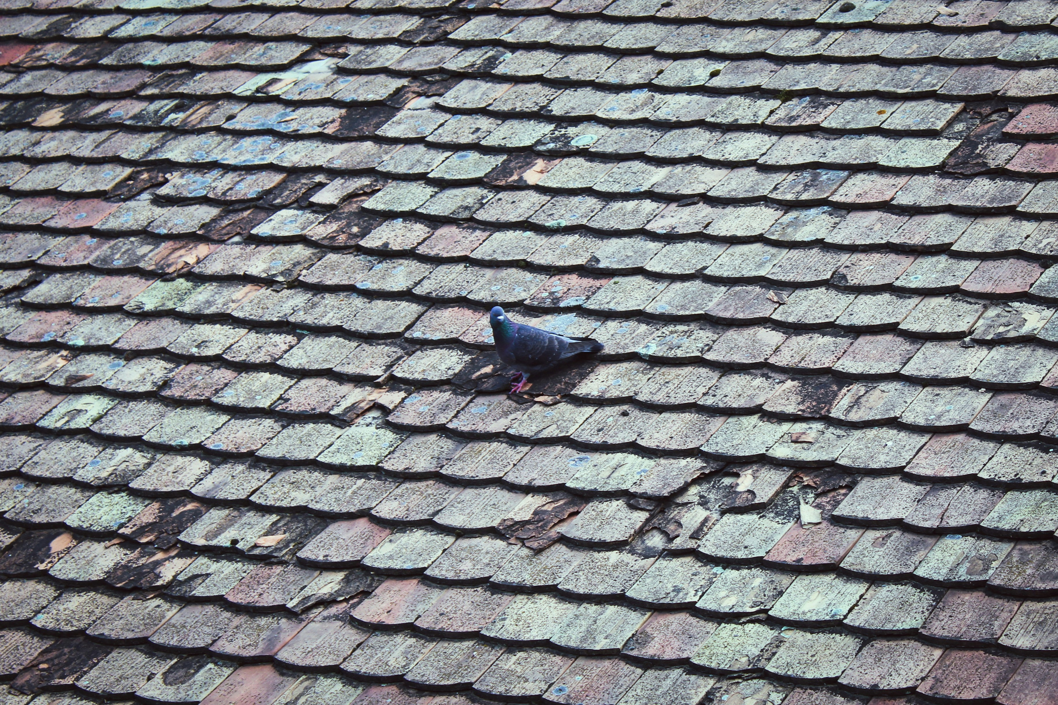 a black bird sitting on top of a roof